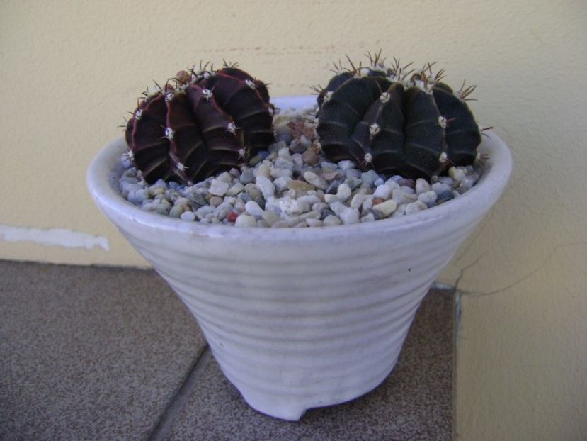 Gymnocalycium friedrichii, 2 ex. - Cactusi 2018 Gymnocalycium