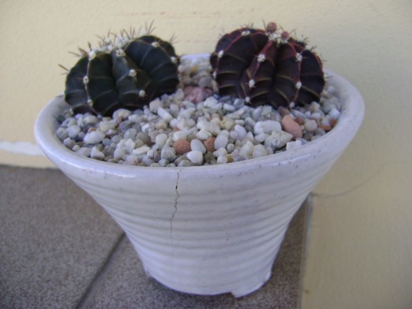 Gymnocalycium friedrichii, 2 ex. - Cactusi 2018 Gymnocalycium