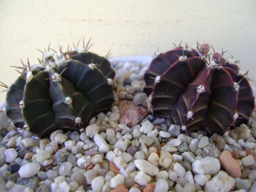 Gymnocalycium friedrichii, 2 ex. - Cactusi 2018 Gymnocalycium