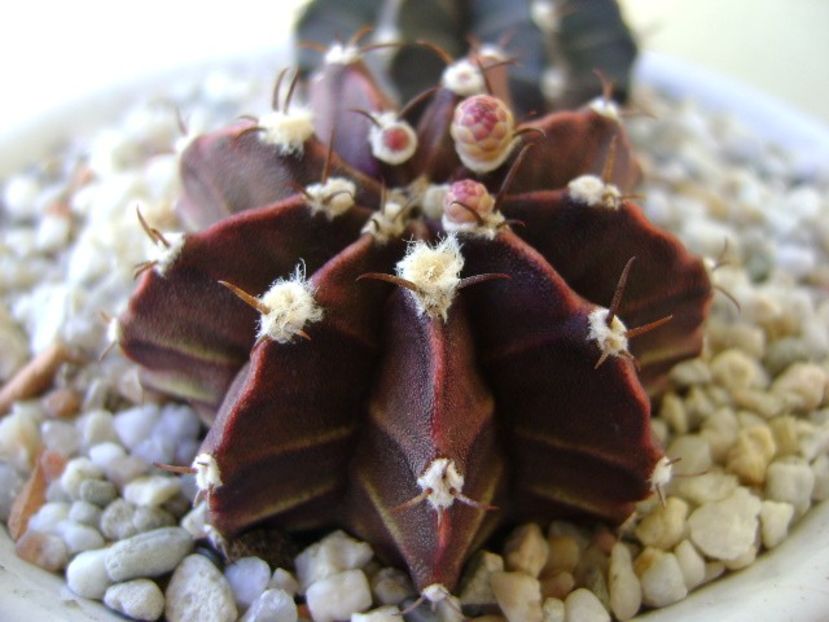 Gymnocalycium friedrichii, 2 ex. - Cactusi 2018 Gymnocalycium