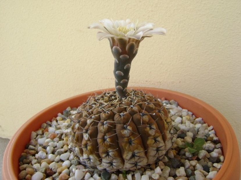 Gymnocalycium obductum - Cactusi 2018 Gymnocalycium