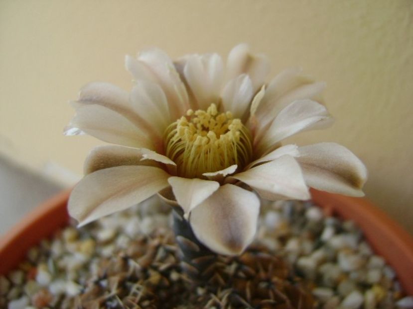 Gymnocalycium obductum - Cactusi 2018 Gymnocalycium