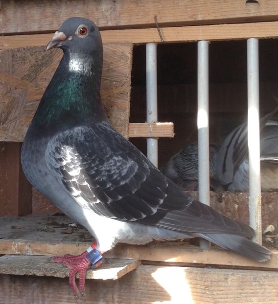 RO-1245825-2013(M) - 01-RO - 1245825-2013M norma viteza demifond si general