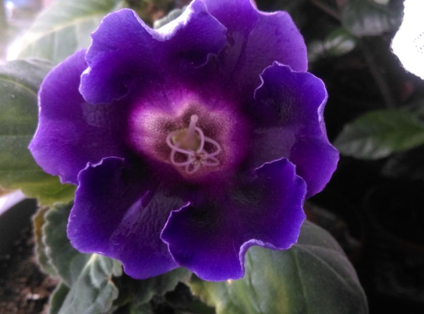  - Gloxinia 2018