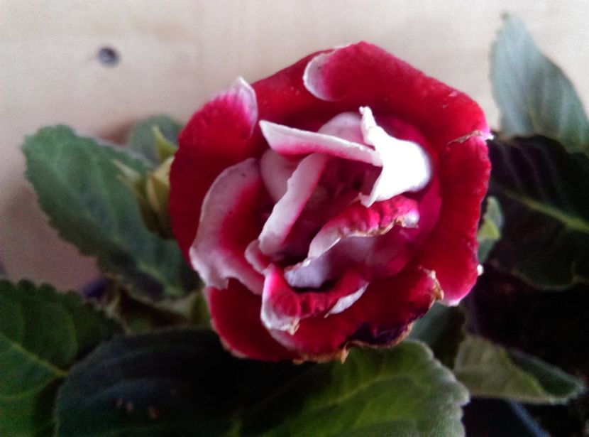  - Gloxinia 2018
