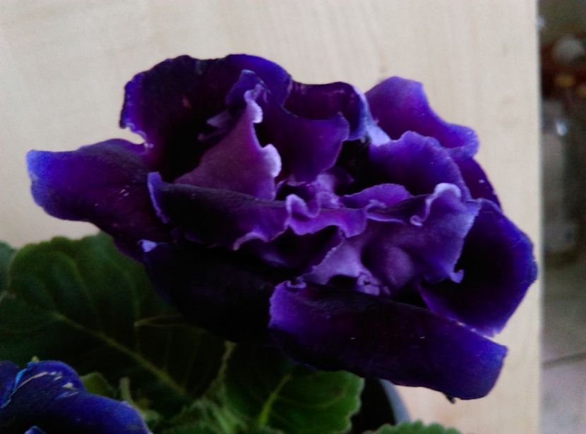  - Gloxinia 2018