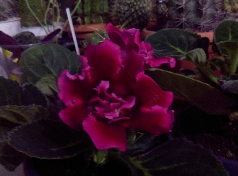  - Gloxinia 2018