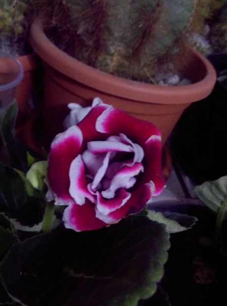 - Gloxinia 2018