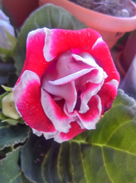  - Gloxinia 2018