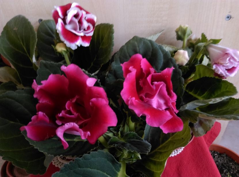  - Gloxinia 2018