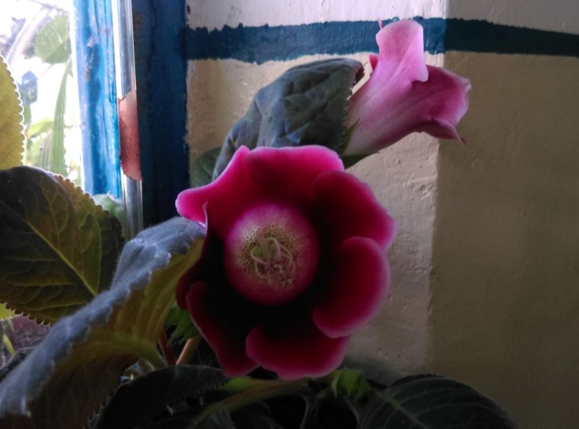  - Gloxinia 2018