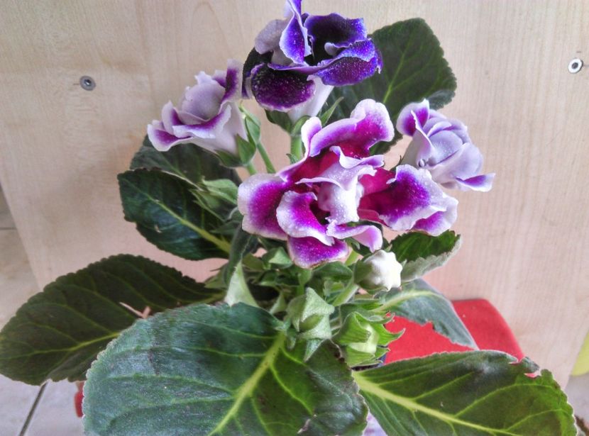  - Gloxinia 2018