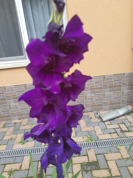  - Flori grădină primăvara 2018