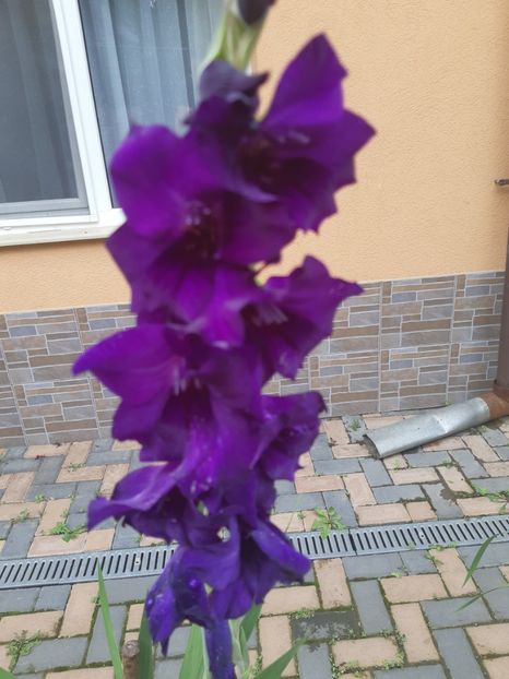  - Flori grădină primăvara 2018
