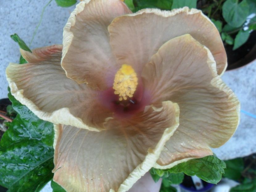 prima floare - Ro V Capuccino Cream