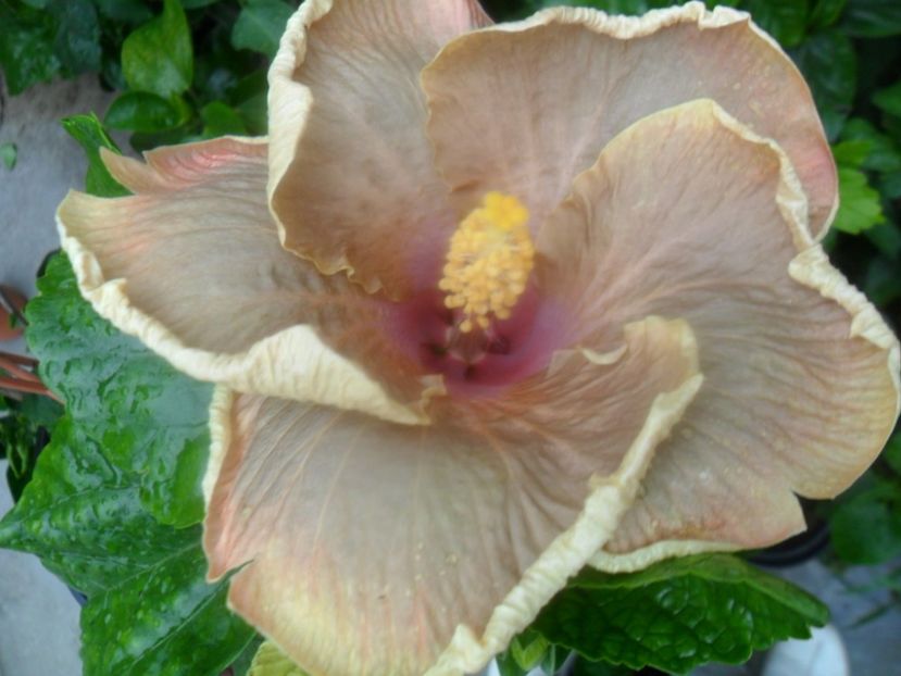  - Ro V Capuccino Cream