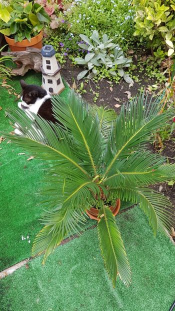  - Alte plante de interior