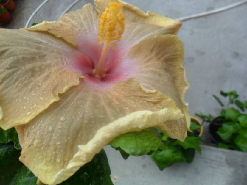 floare dupa amiaza - Ro V Capuccino Cream