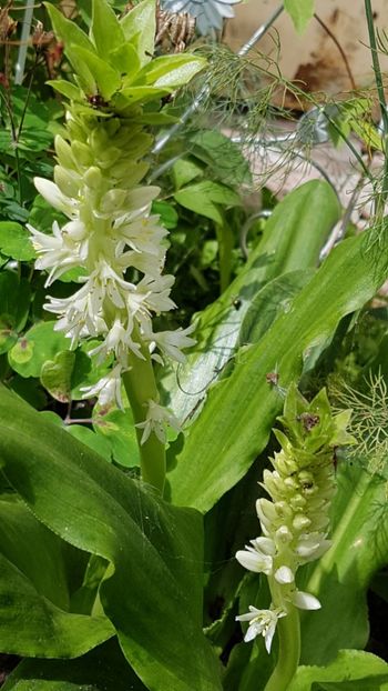 Eucomis-floarea ananas - Iulie 2018