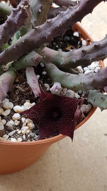 Huernia pendula - Stapeliade 2018-2021-2022