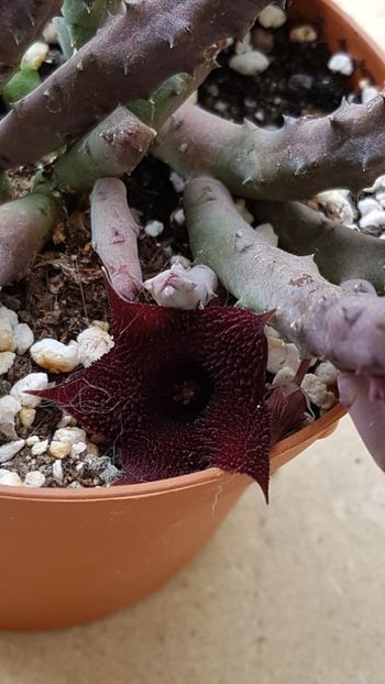 Huernia pendula - Stapeliade 2018-2021-2022-2024-2025