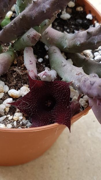 Huernia pendula - Stapeliade 2018-2021-2022