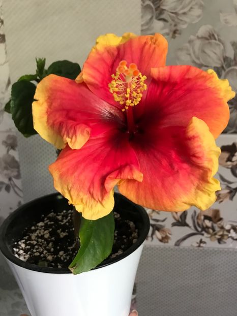 20.04.2018 - Hibiscus 2018