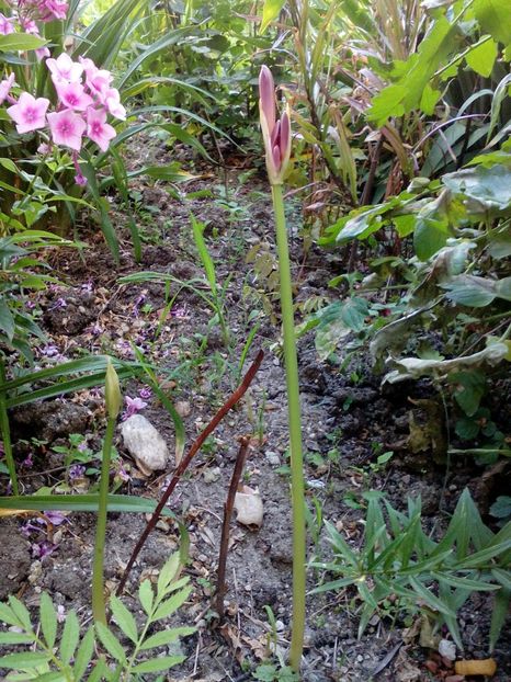 Belladona - 2018 Iulie