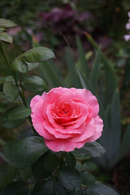 - Tickled Pink