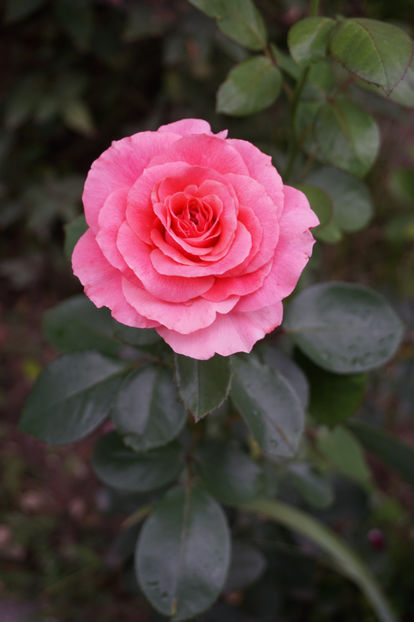  - Tickled Pink