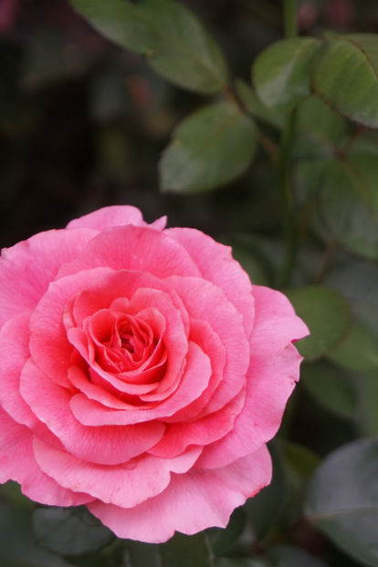  - Tickled Pink
