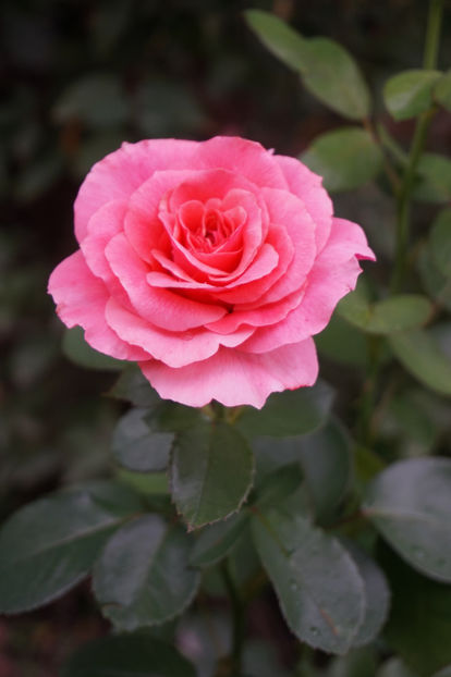  - Tickled Pink