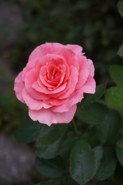  - Tickled Pink