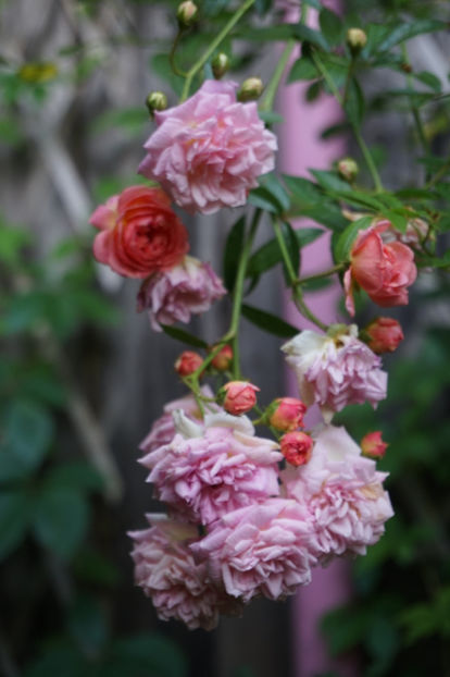  - Ghislaine Feuerwerk