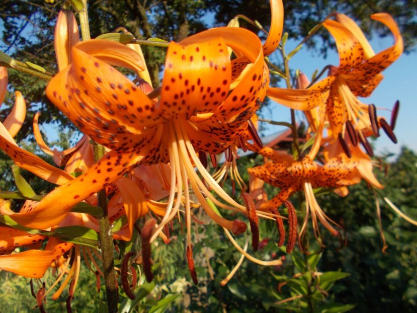  - 2018 Flori de gradina