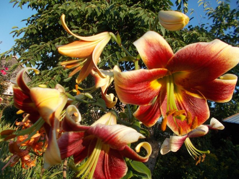  - 2018 Flori de gradina