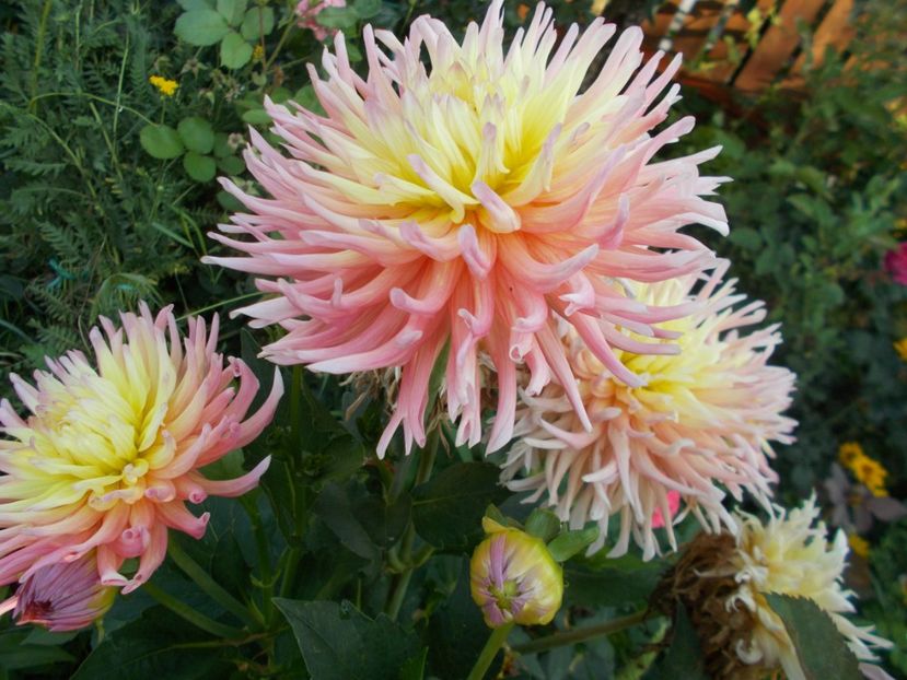  - 2018 Flori de gradina