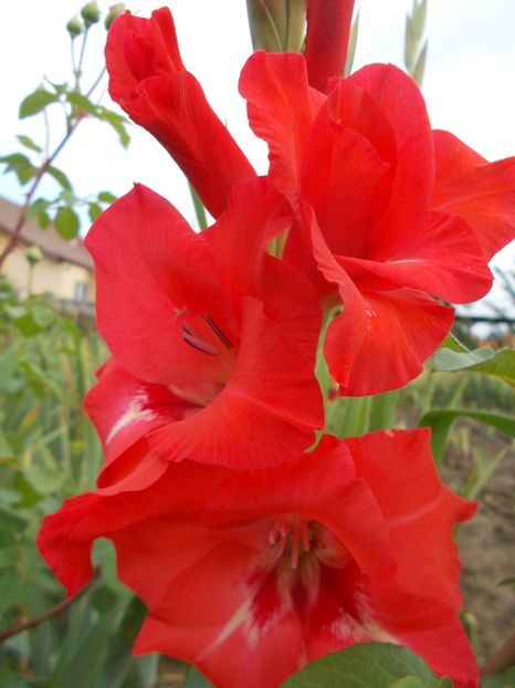  - 2018 Flori de gradina