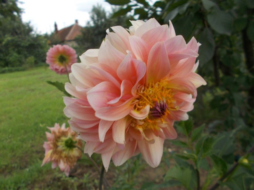  - 2018 Flori de gradina