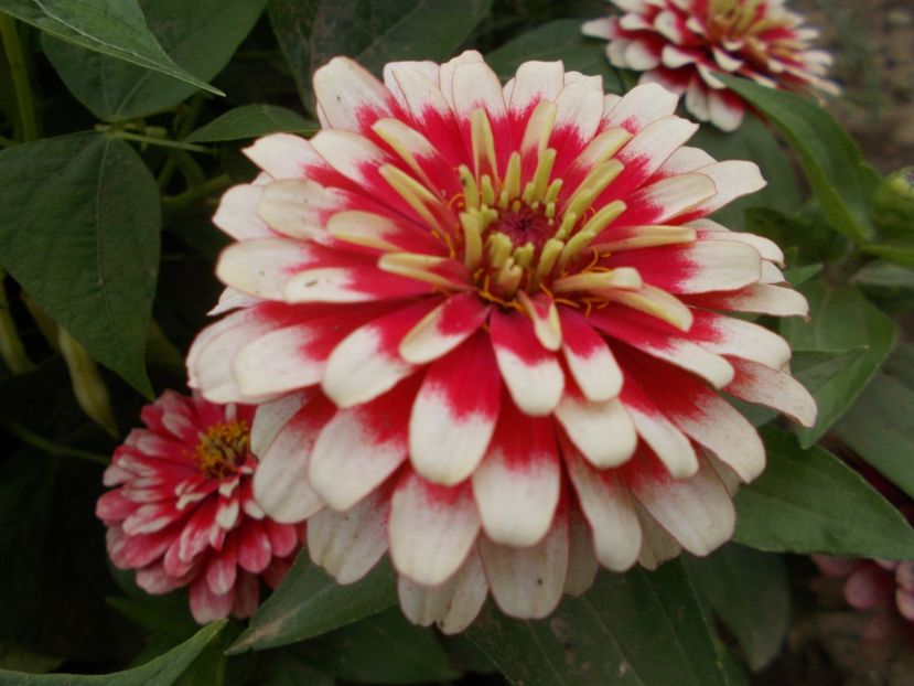  - 2018 Flori de gradina