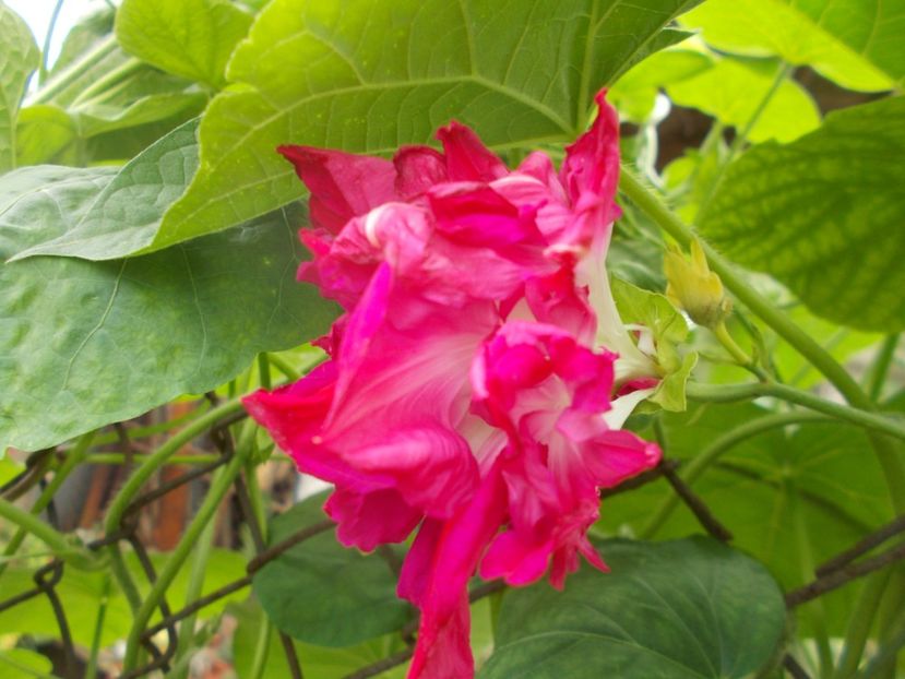  - 2018 Flori de gradina