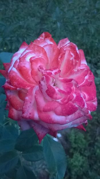  - Flori