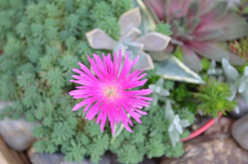  - suculente si cactusi