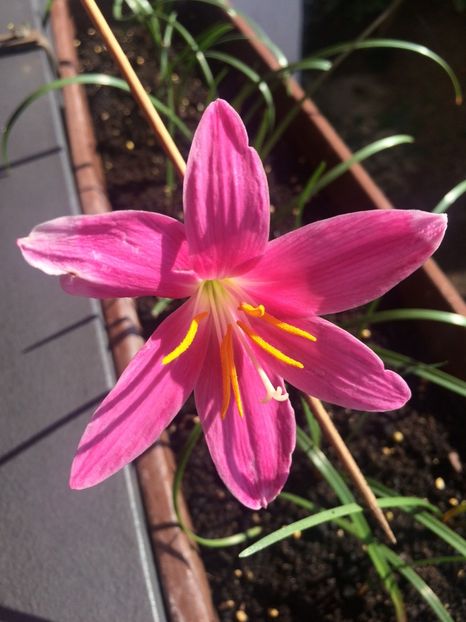 20.07.2018 - X-Zephyranthes