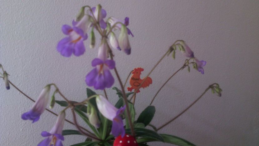 Mulţumesc Florentina! - Sinnigii