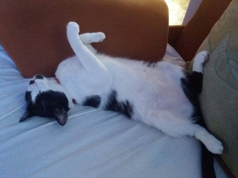  - Duracel iulie 2018