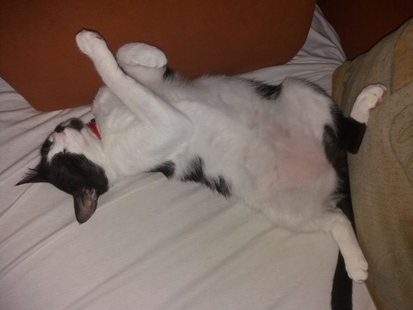  - Duracel iulie 2018