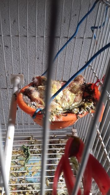 20180717_180107[1] - Malinois 2018 si Pui Hibrid sticlete - canarita