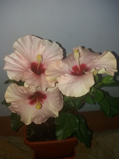  - Florile mele iulie 2018