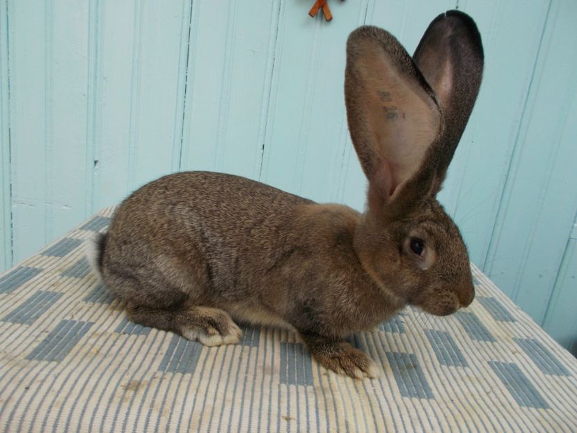 3 luni - MASCUL 3 GRI 96P CAMPION